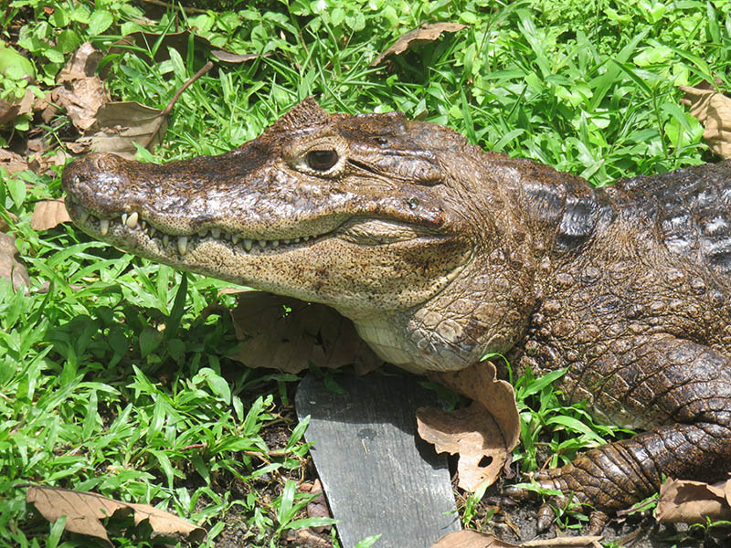 Parc National Carara