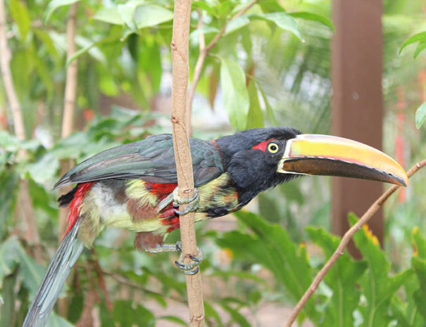 Toucanet